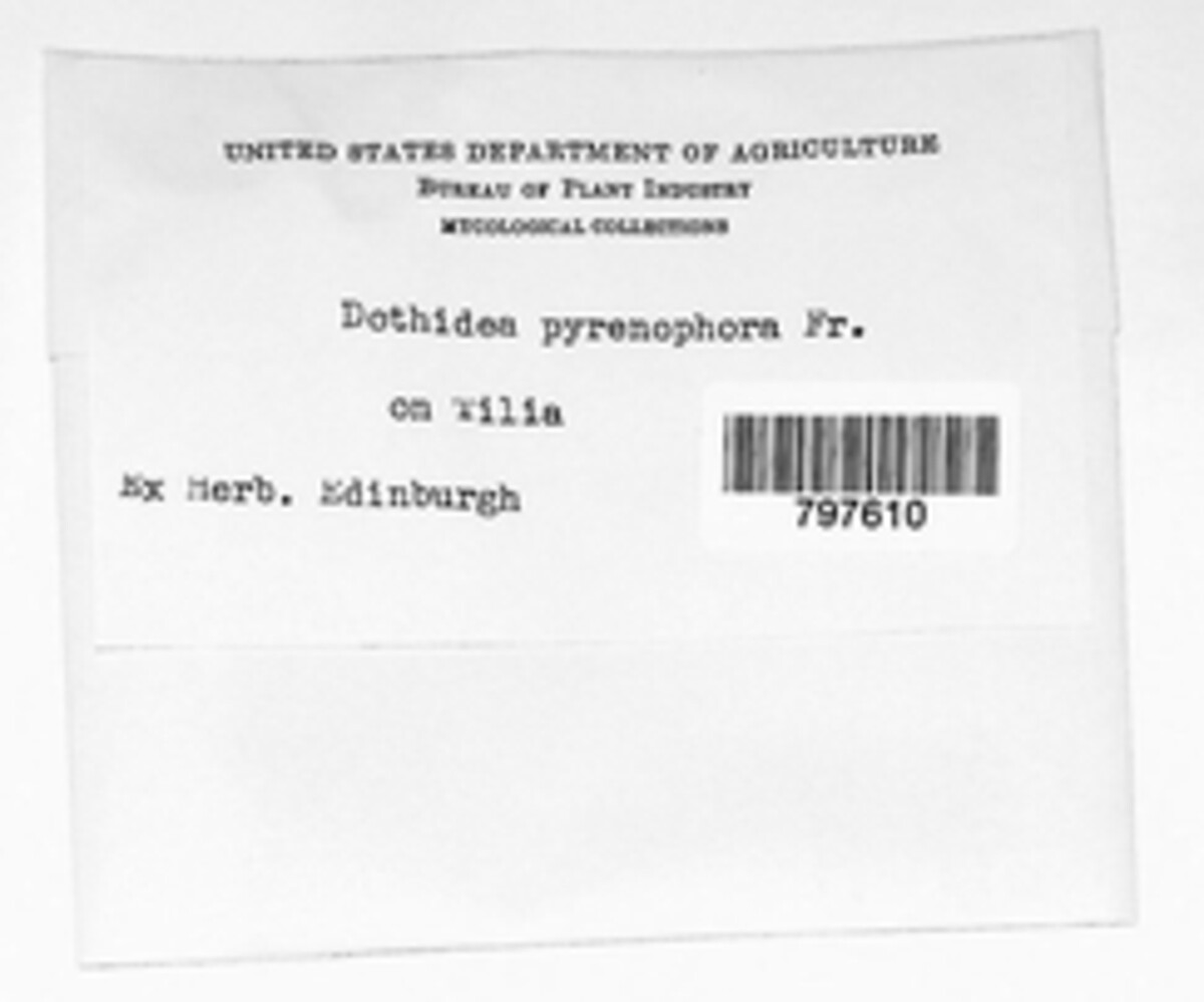 Dothiorella pyrenophora image